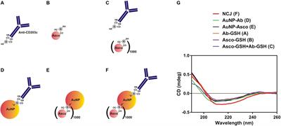 Targeting of Basophil and Mast Cell Pro-Allergic Reactivity Using Functionalised Gold Nanoparticles